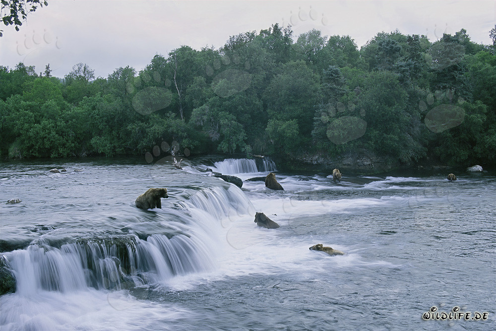 Observation des ours bruns pendant la montée des saumons à la cascade de Brooks River
