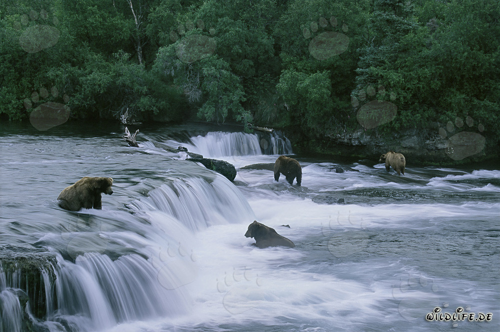 Braunbären beobachten beim Lachsfang an den Brooks River Wasserfällen in Alaska