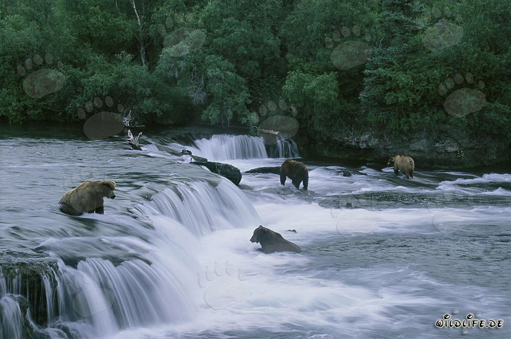 Observing brown bears catching salmon at Brooks River Falls in Alaska