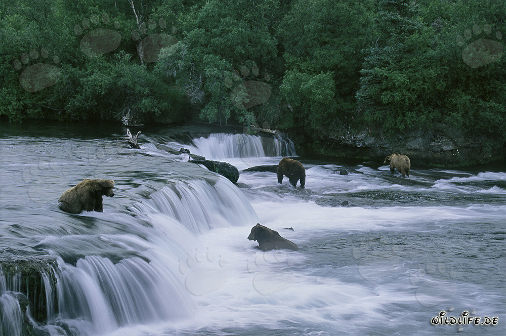 Osservare gli orsi bruni pescare salmoni alle cascate del fiume Brooks in Alaska