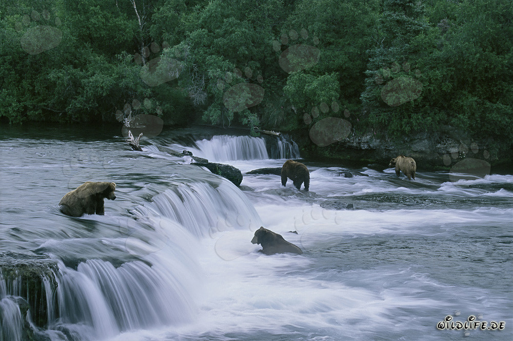 Observar osos pardos pescando salmones en las cataratas del río Brooks en Alaska