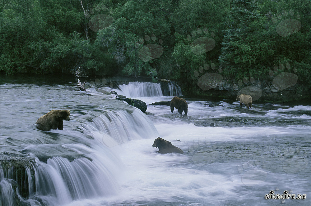 Observer les ours bruns pêcher le saumon aux chutes de la rivière Brooks en Alaska