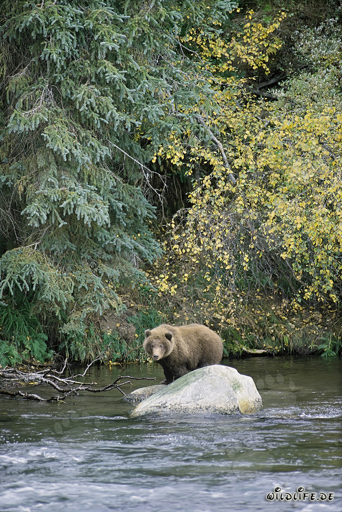 Jungbär auf Felsen im glitzernden Fluss