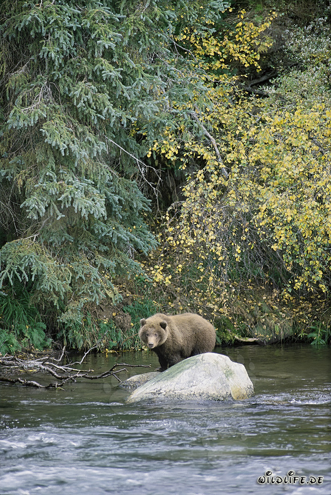 Young bear on rocks in the sparkling river
