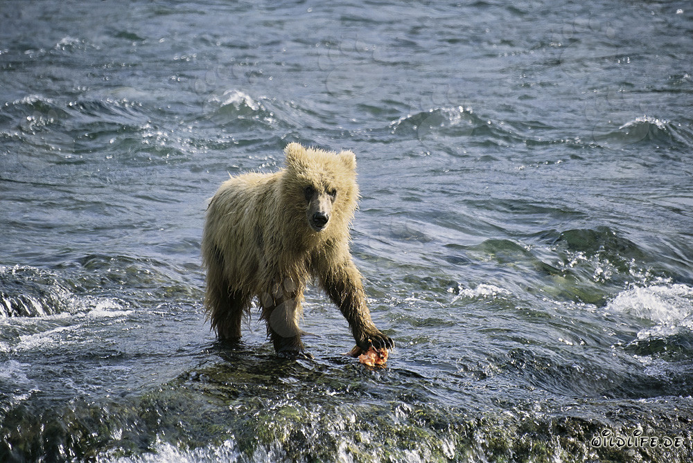 Giovane orso bruno pesca un salmone al fiume Brooks, Parco Nazionale di Katmai, Alaska