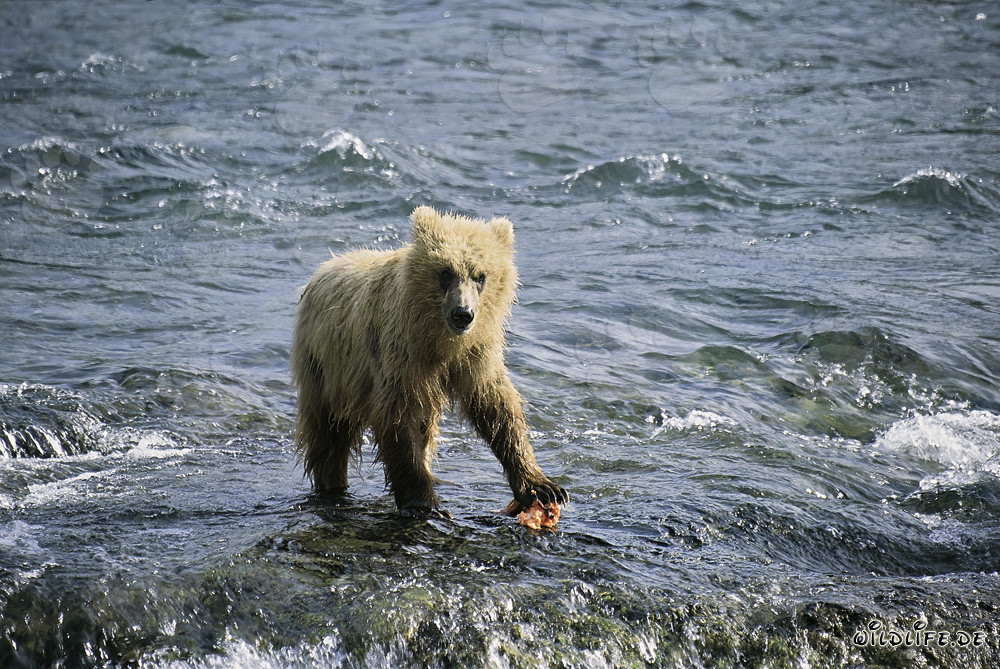 Jeune ours brun attrape un saumon à la rivière Brooks, parc national de Katmai, Alaska