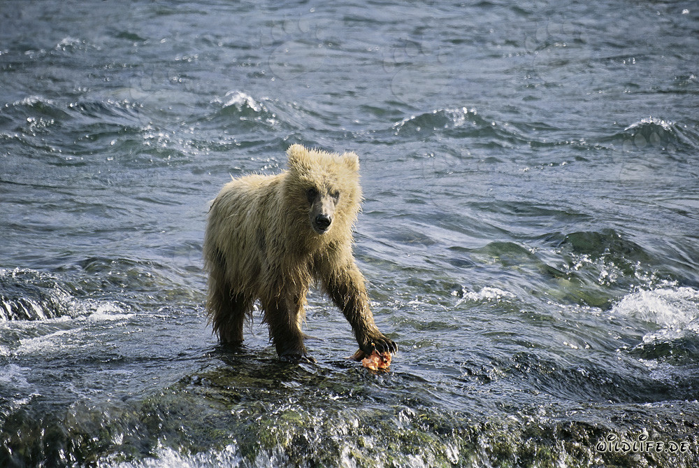 Jungbär fängt Lachs am Brooks River, Katmai Nationalpark, Alaska