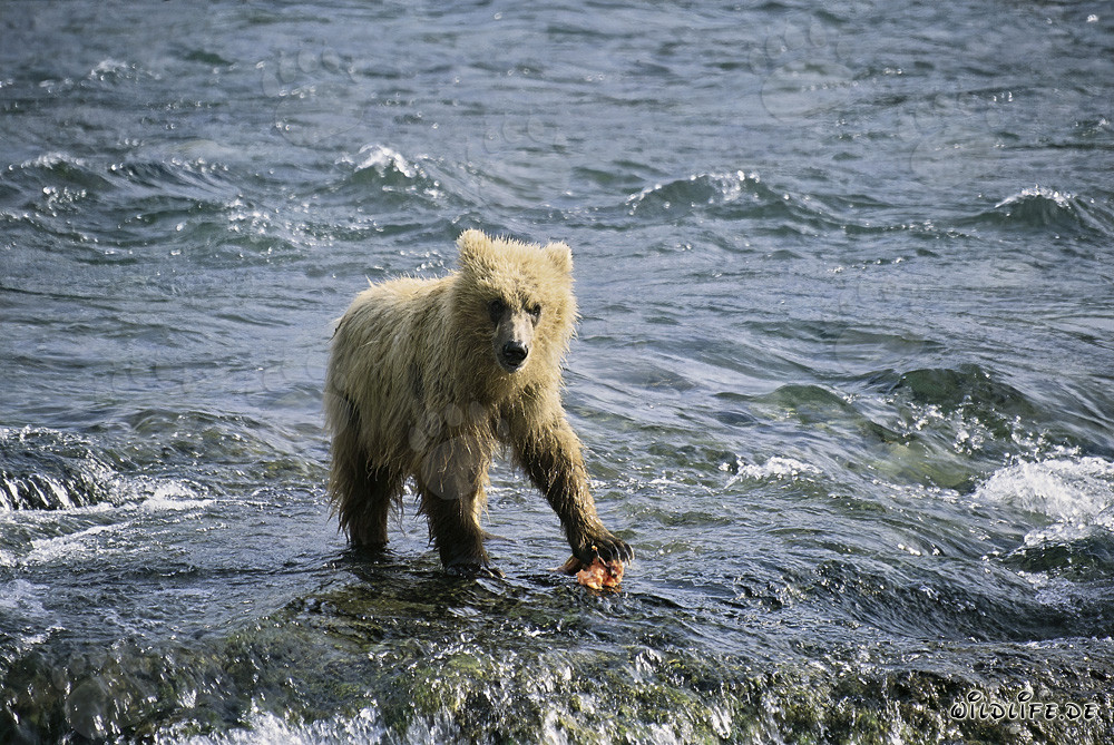 Oso pardo joven captura un salmón en el río Brooks, Parque Nacional de Katmai, Alaska