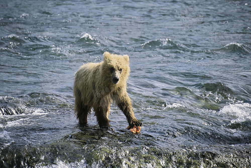 Young Bear Catching Salmon at Brooks River, Katmai National Park, Alaska