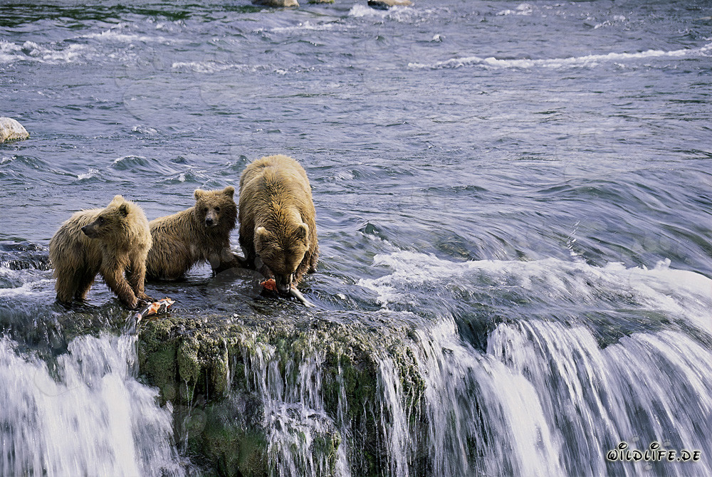 Braunbärin mit zwei Jungbären am malerischen Wasserfall in Alaska