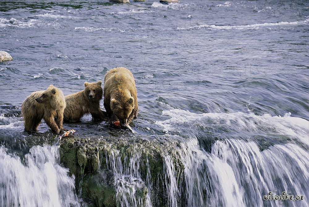 Mother Brown Bear with two cubs at picturesque waterfall in Alaska