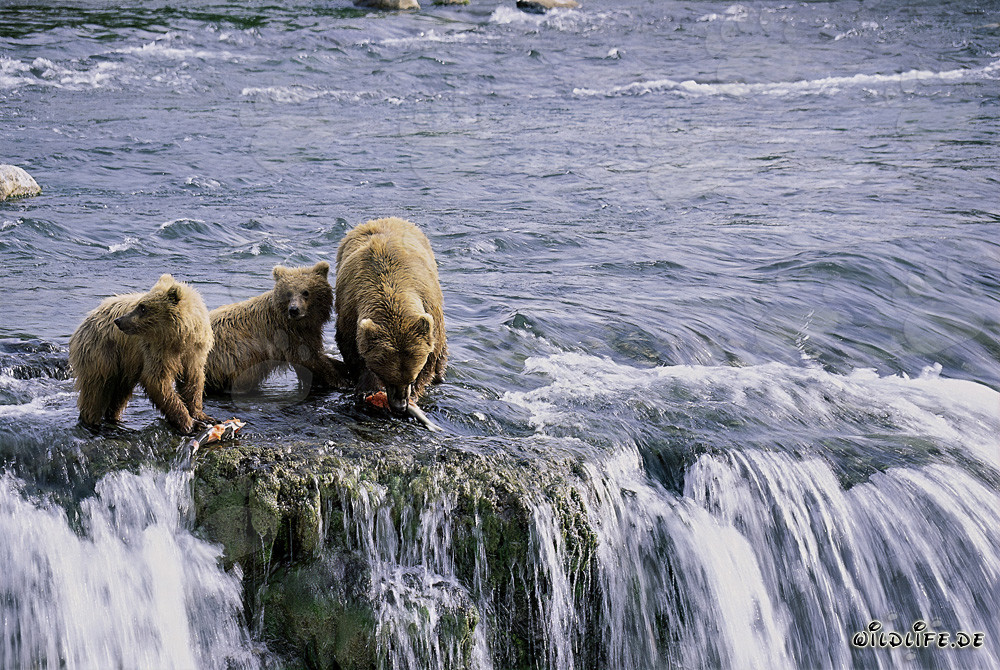 Ourse brune avec deux oursons au pittoresque cascade en Alaska