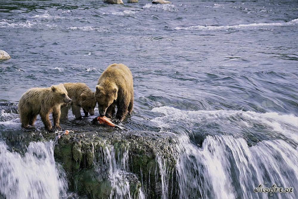 Mother Brown Bear with Two Cubs Fishing for Salmon in Alaska