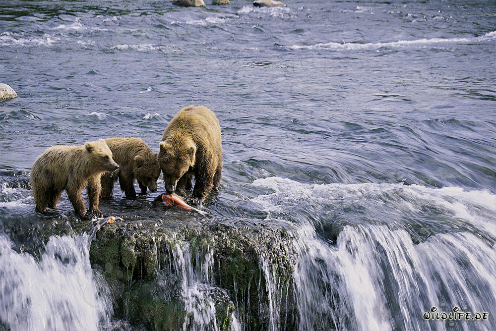 Osa parda con sus dos crías pescando salmones en Alaska