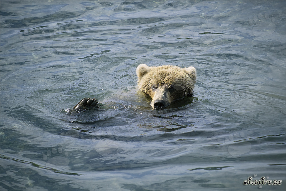 Young female brown bear relaxes after successful salmon hunt