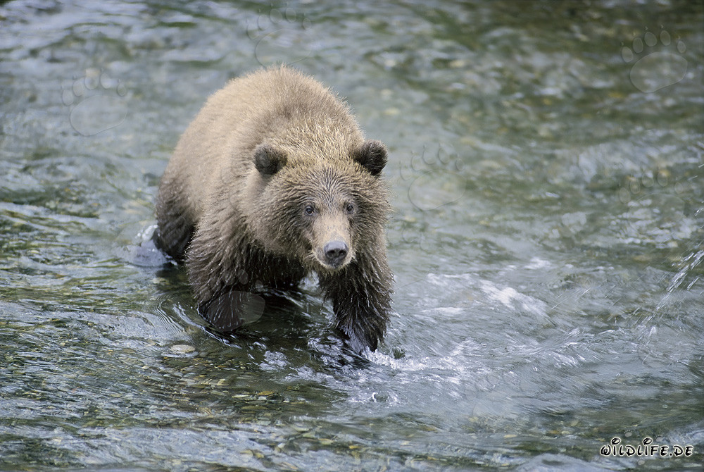 Young brown bear catching salmon in the river