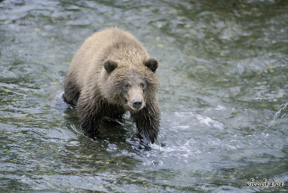 Joven oso pardo pescando salmones en el río