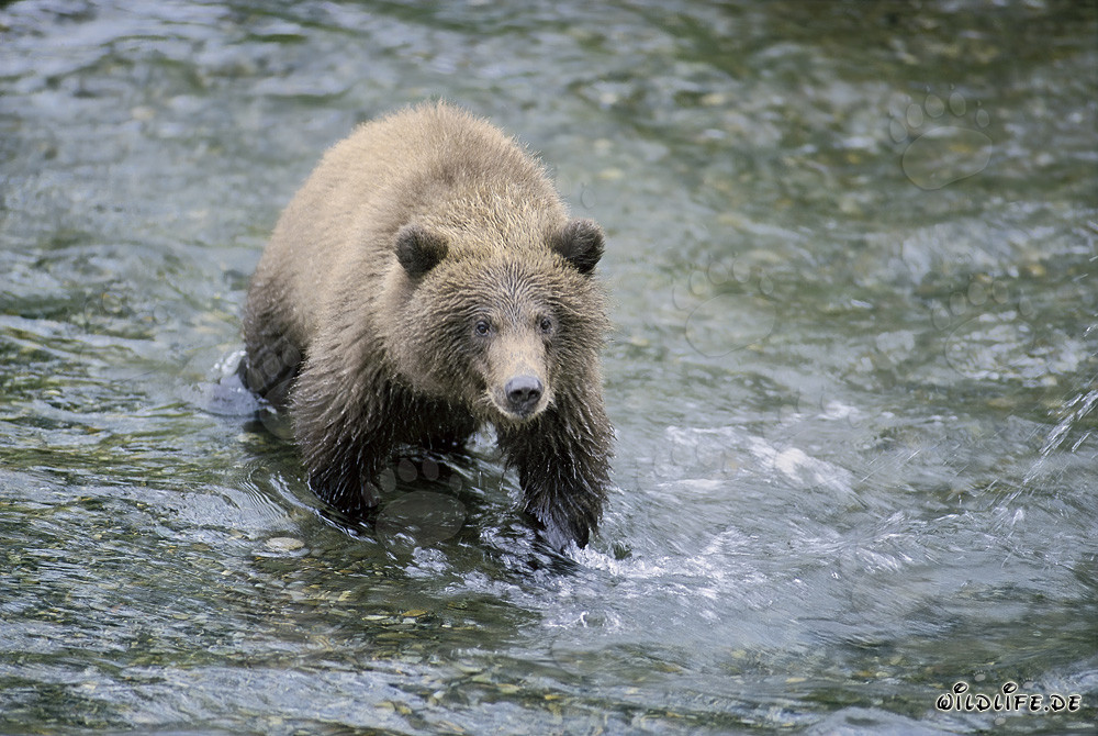 Giovane orso bruno che pesca salmoni nel fiume