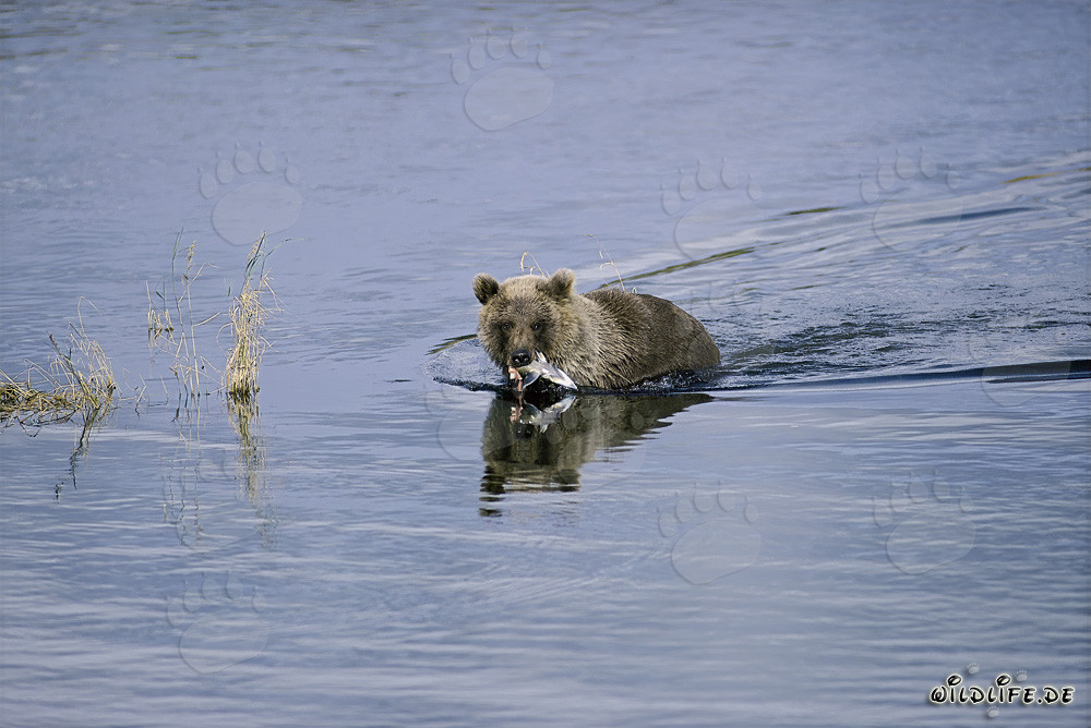 Jeune ours brun attrape un saumon dans la rivière
