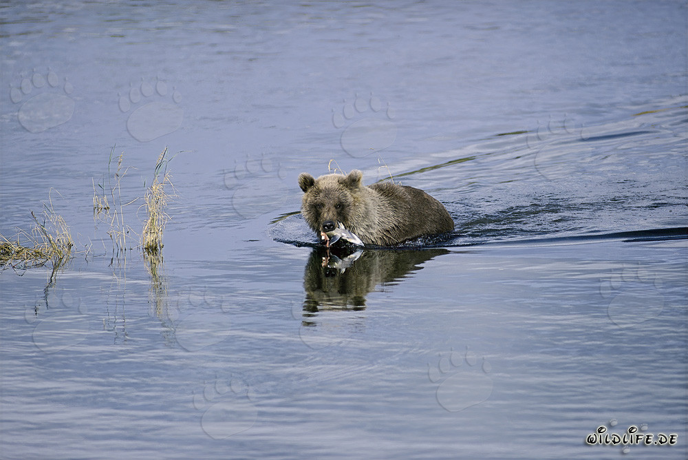 Junger Braunbär fängt einen Lachs im Fluss