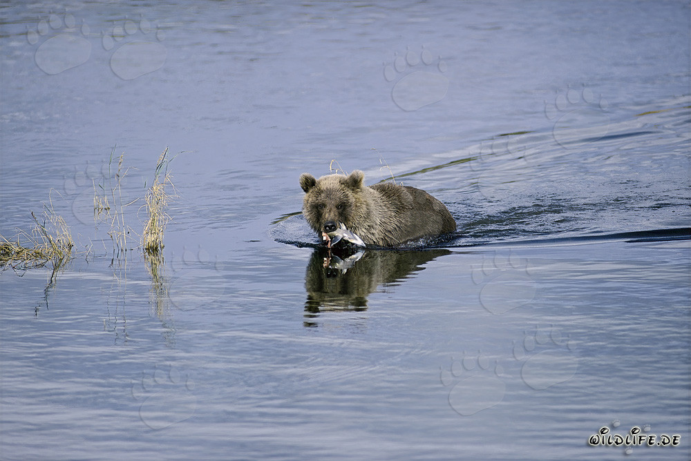 Young Brown Bear catching a salmon in the river