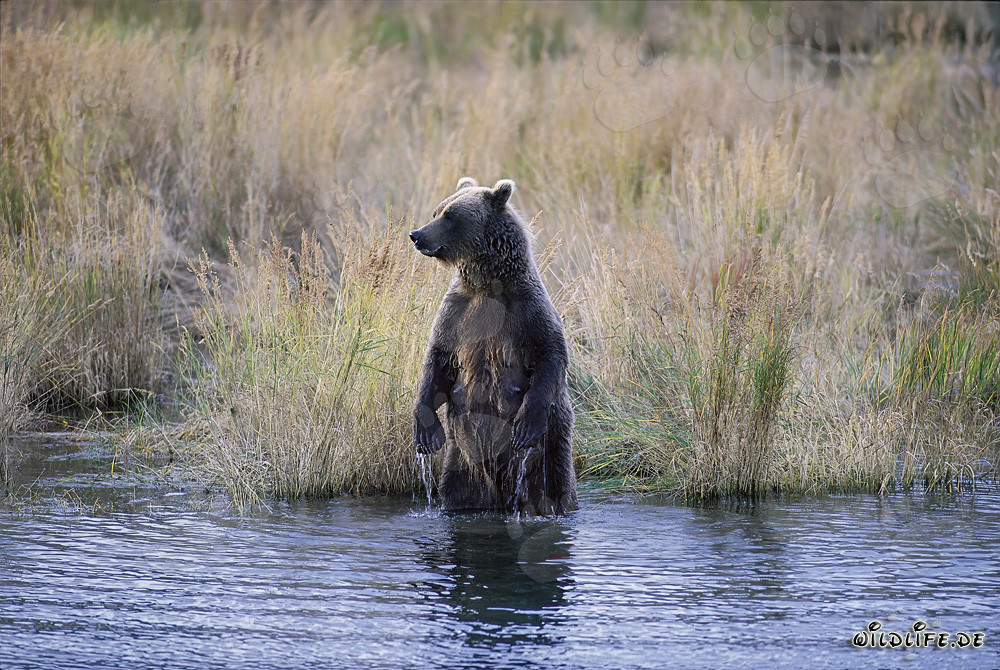 Majestätischer Braunbär im hohen Gras des Brooks River