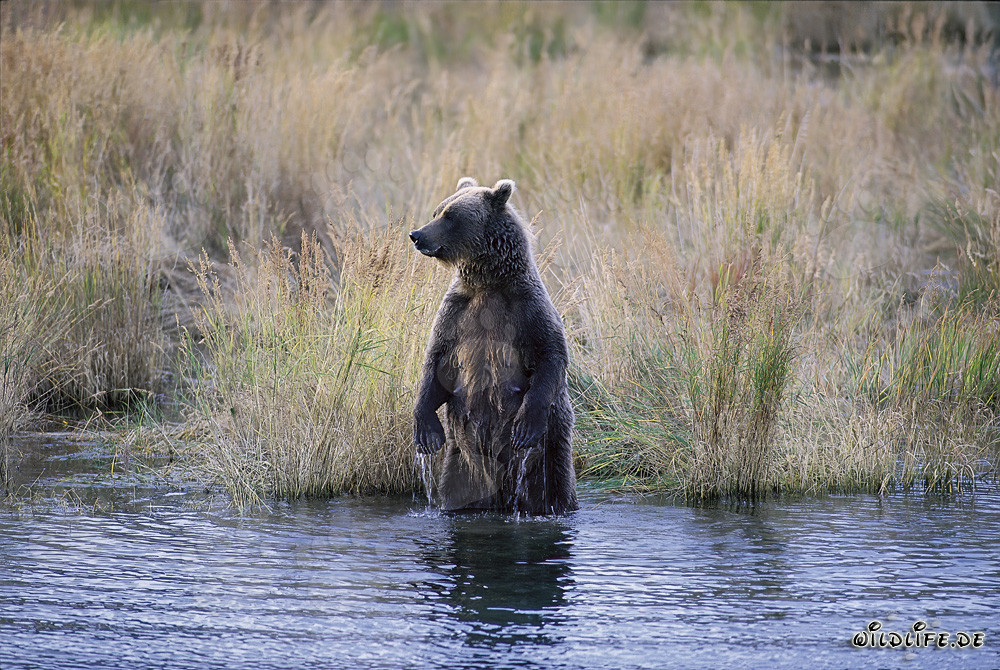 Majestic Brown Bear in the Tall Grass of Brooks River