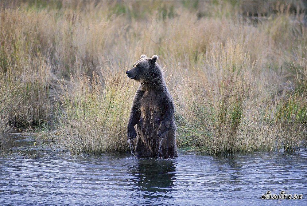 Maestoso orso bruno nell'alta erba del fiume Brooks