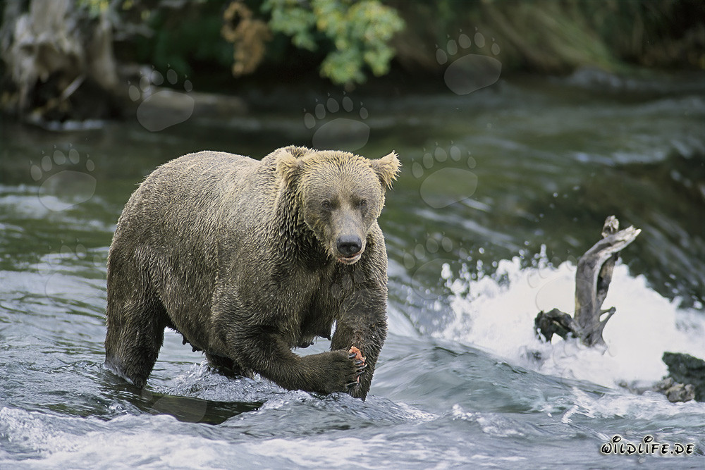 Grimmig blickende Braunbärin am majestätischen Wasserfall in Alaska