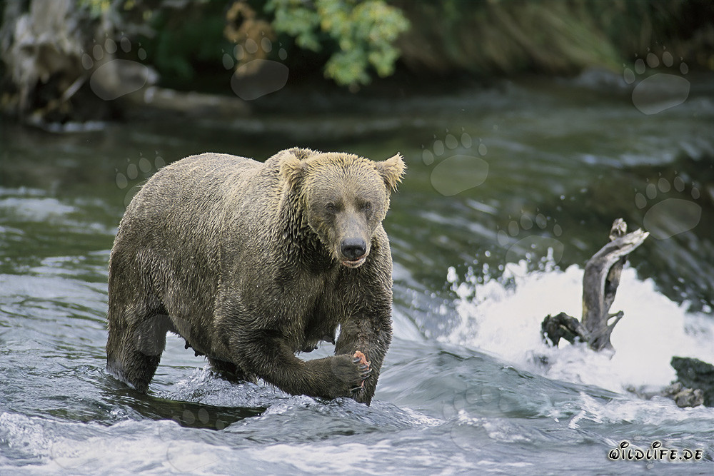 Stern-looking Brown Bear at Magnificent Waterfall in Alaska