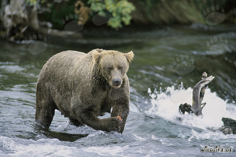 Orsa bruna dallo sguardo minaccioso davanti alla maestosa cascata in Alaska