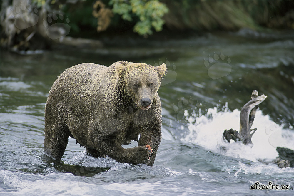 Osa parda con mirada amenazante ante la majestuosa cascada en Alaska