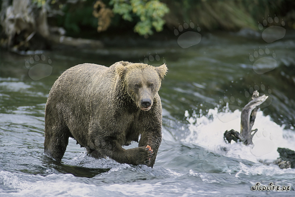 Ourse brune aux airs menaçants devant la majestueuse cascade en Alaska
