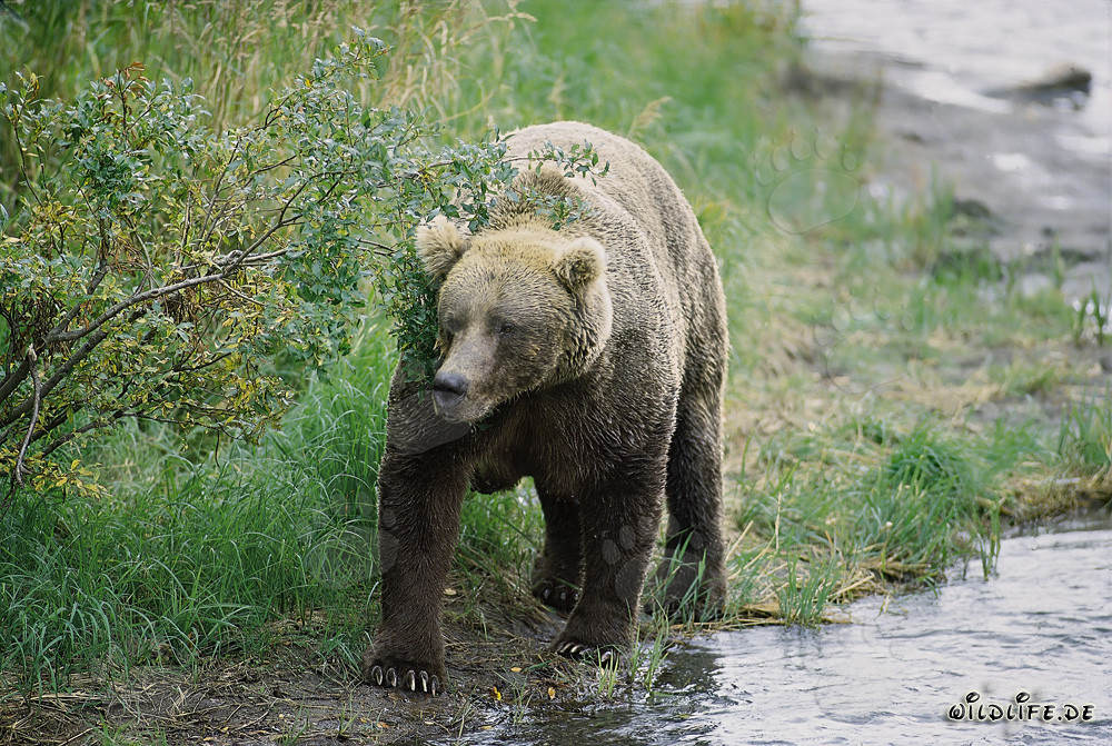 Maestoso orso bruno in una pittoresca curva del fiume