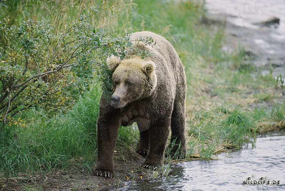 Majestic Brown Bear at a picturesque river bend