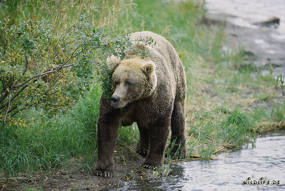 Ours brun majestueux au bord d'une courbe pittoresque de la rivière