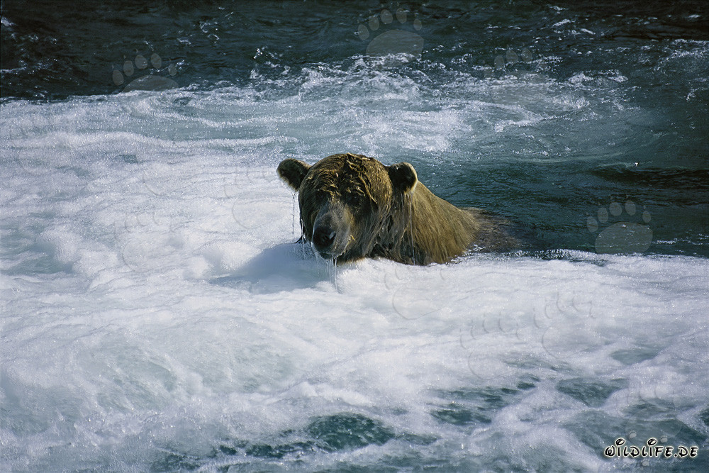 Braunbär beim Lachsfang im wilden Fluss