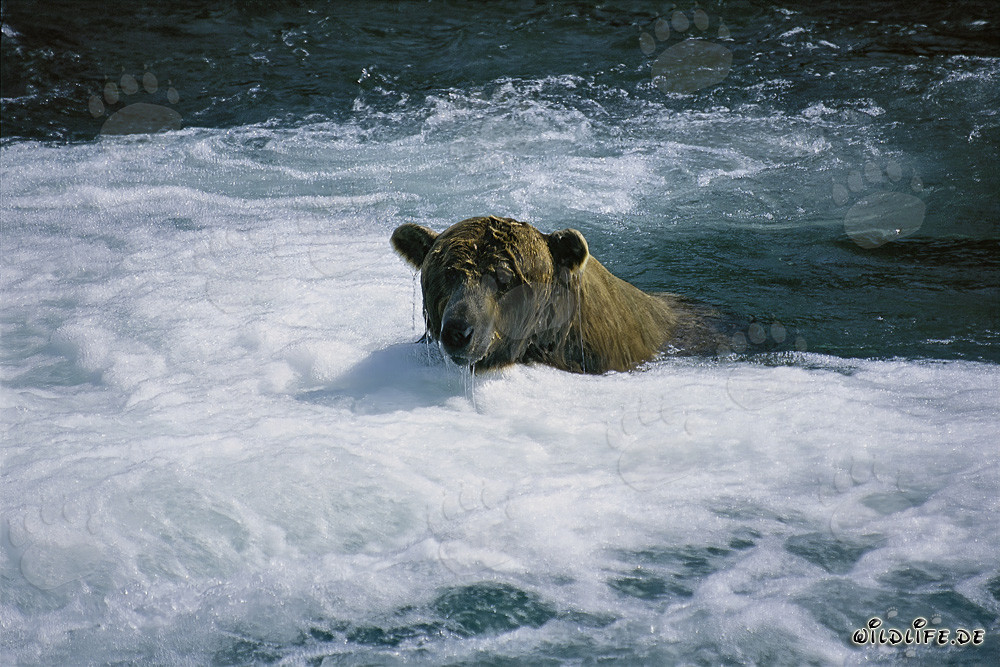 Brown bear catching salmon in the wild river