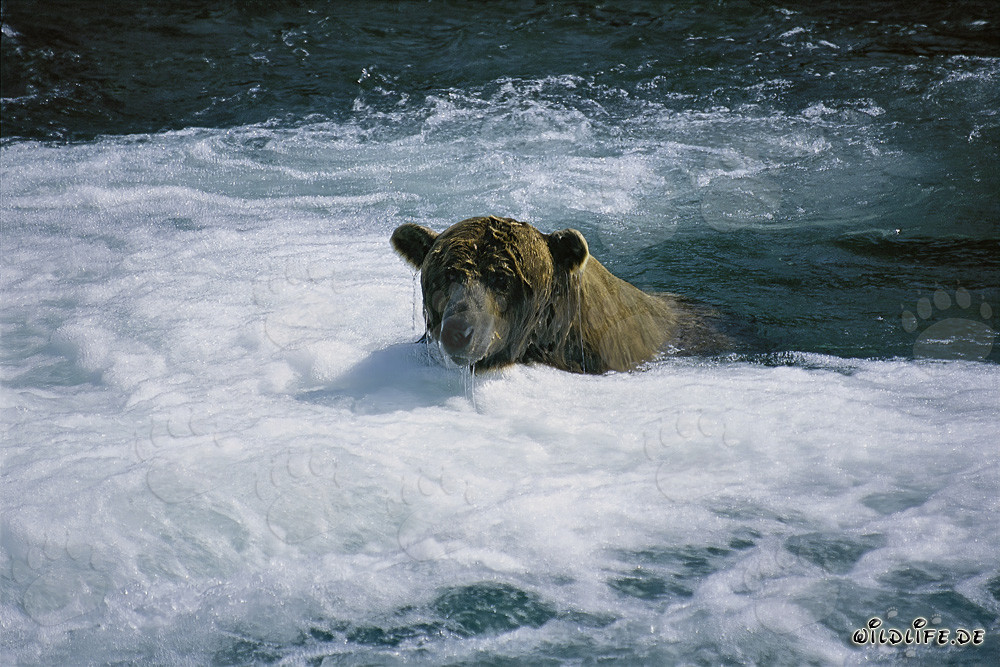 Orso bruno alla pesca del salmone in un fiume selvaggio