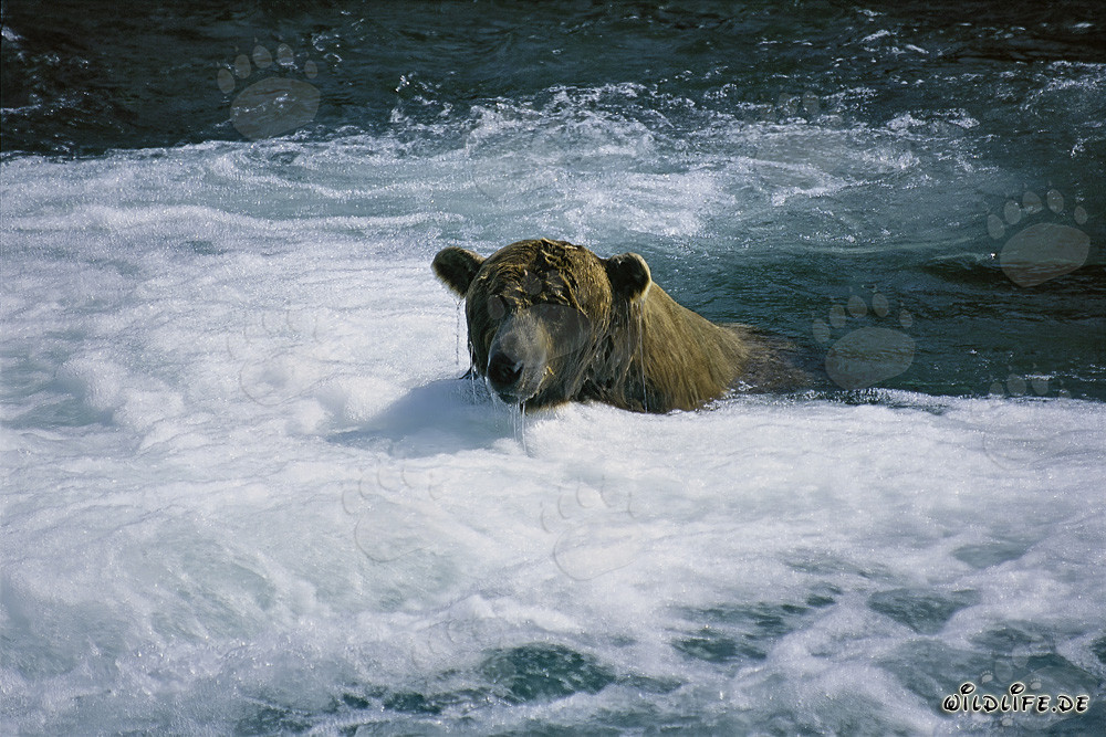 Oso pardo pescando salmones en un río salvaje
