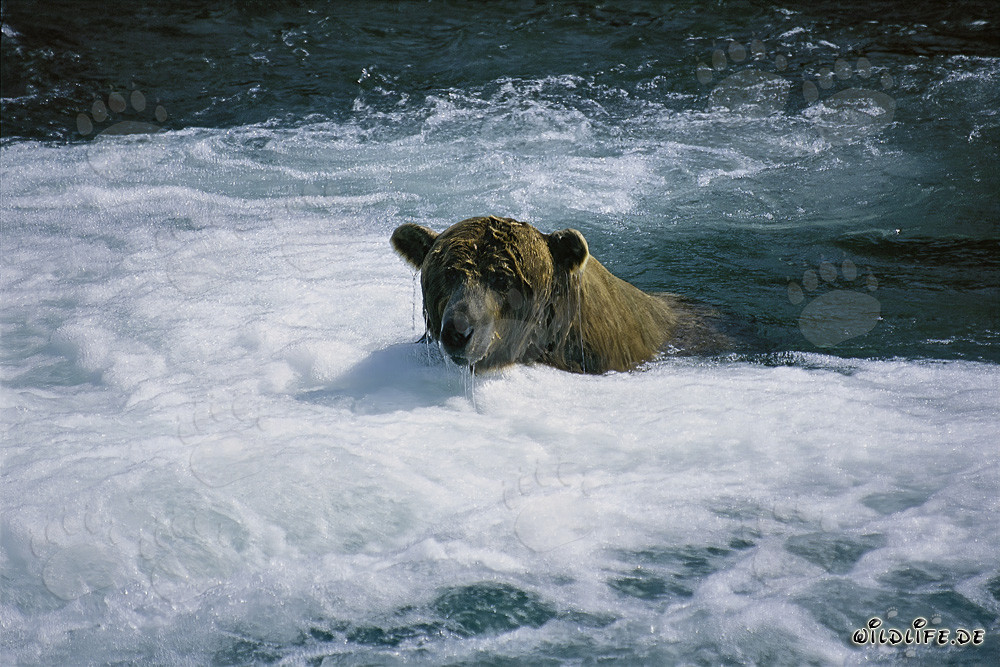 Ours brun en train de pêcher le saumon dans une rivière sauvage