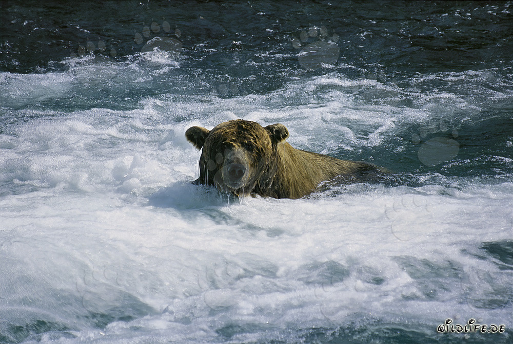 Braunbär im schäumenden Wasser
