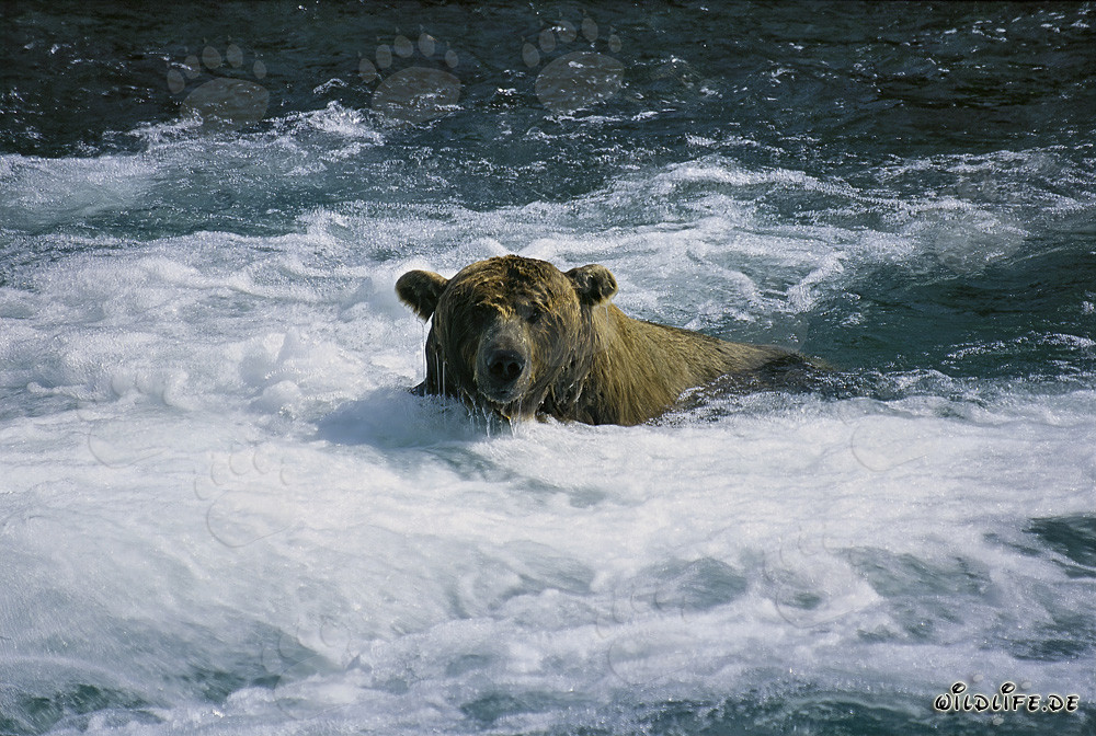 Brown bear in the foaming water