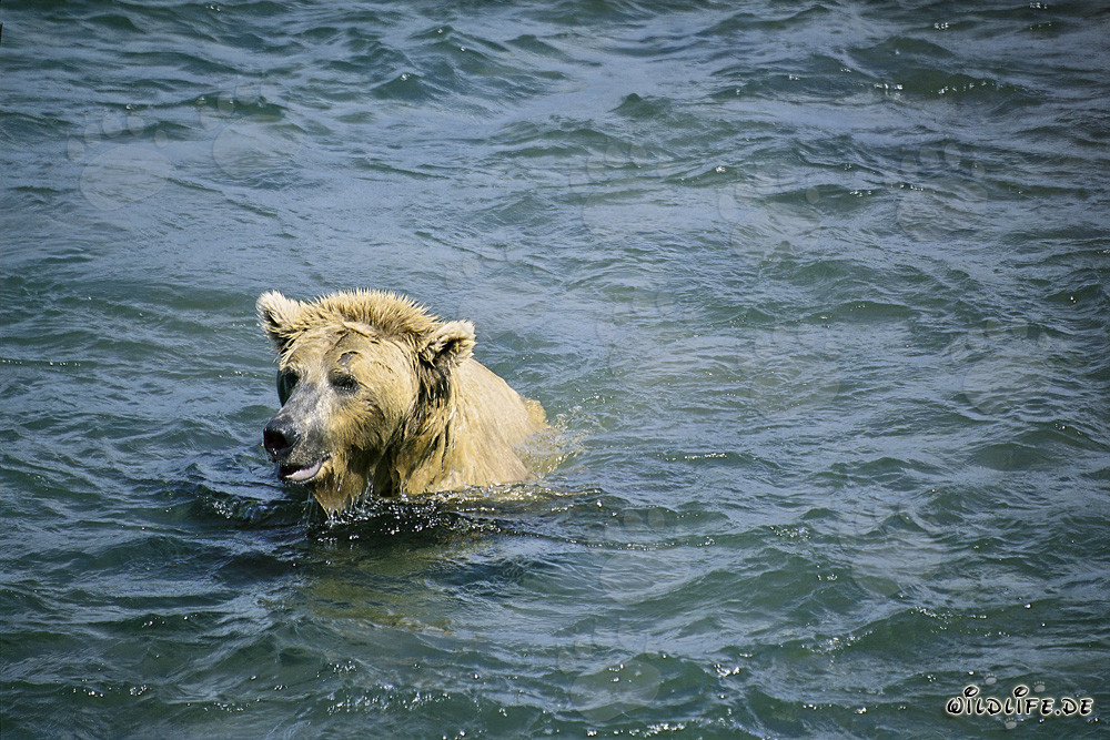 Braunbär beim Tauchen nach Lachsen
