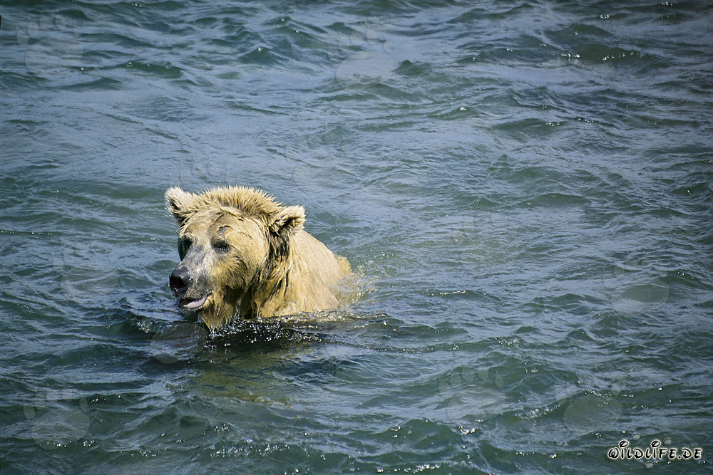 Brown bear diving for salmon