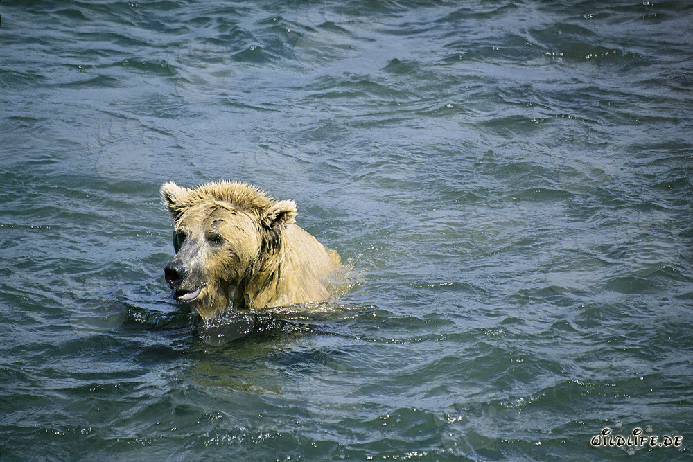 Oso pardo buceando para atrapar salmones