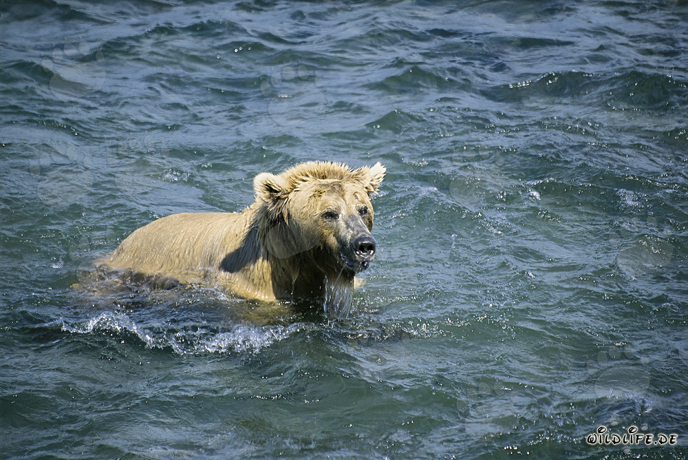 Orso bruno tuffatore cattura salmoni nel fiume Brooks, Alaska