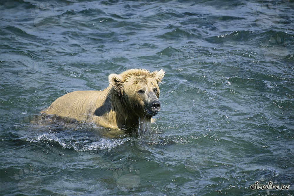 Oso pardo buceador atrapa salmones en el río Brooks, Alaska