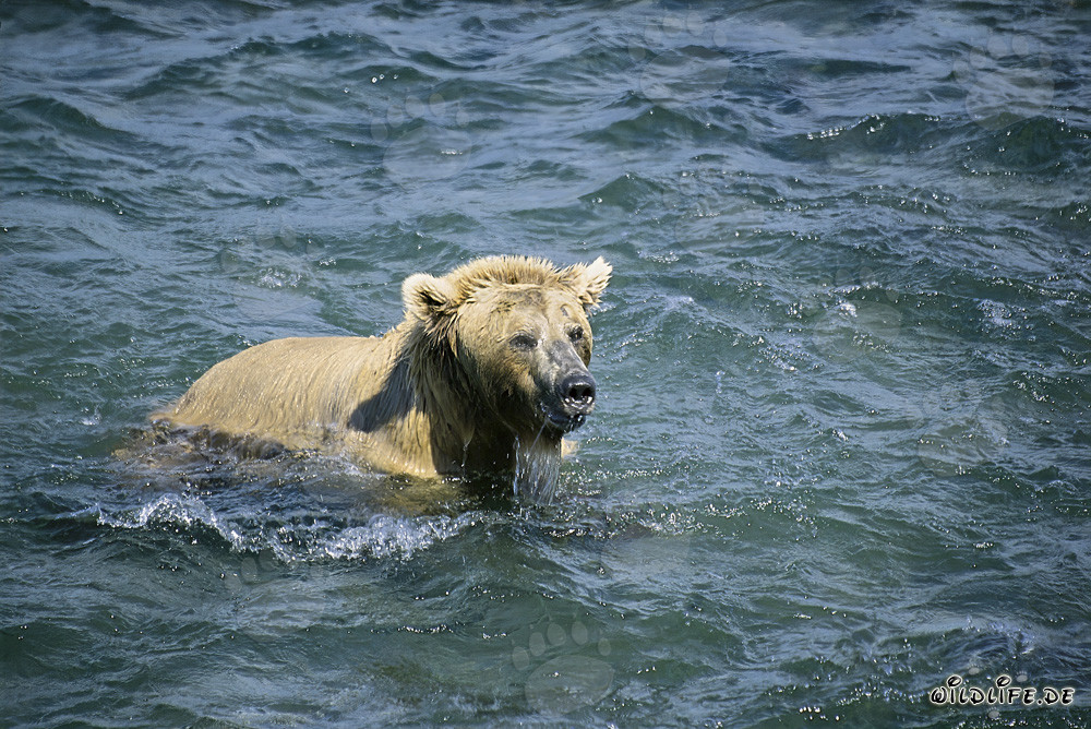 Ours brun plongeant attrape des saumons dans la rivière Brooks, Alaska