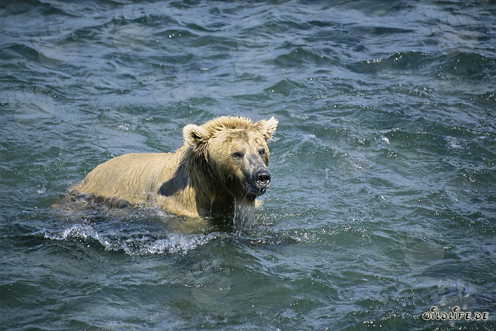 Tauchender Braunbär fängt Lachse in Brooks River, Alaska